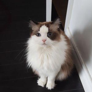 Meet your Posher, Despina